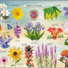 Wildflowers of Tennessee Puzzle Image